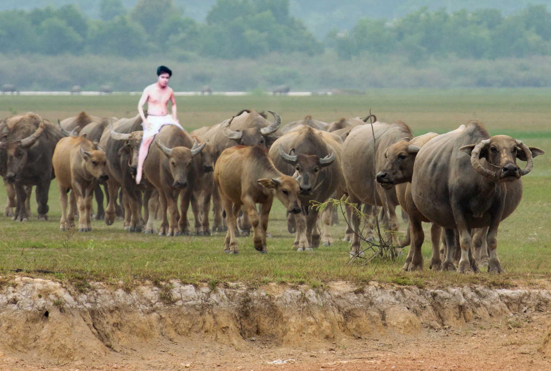 The Thrilling Adventures of Farm Life: Riding Buffaloes and Cows
